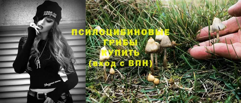 Галлюциногенные грибы Psilocybe  продажа наркотиков  Полярные Зори 